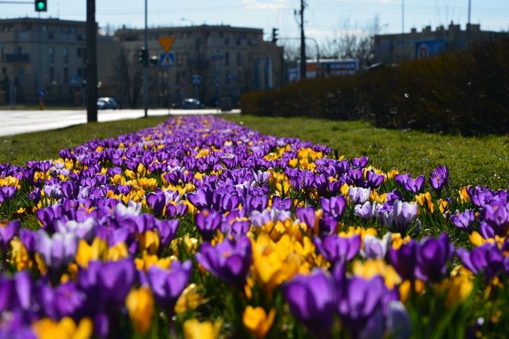 Wiosną na stołecznych rabatach kwitną także krokusy, tulipany, narcyzy i czosnki ozdobne ul. Wrocławska fot. Zarząd Oczyszczania Miasta