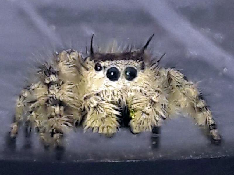 Po desce rozdzielczej spacerował sobie… pająk. Niespodzianka w aucie z USA