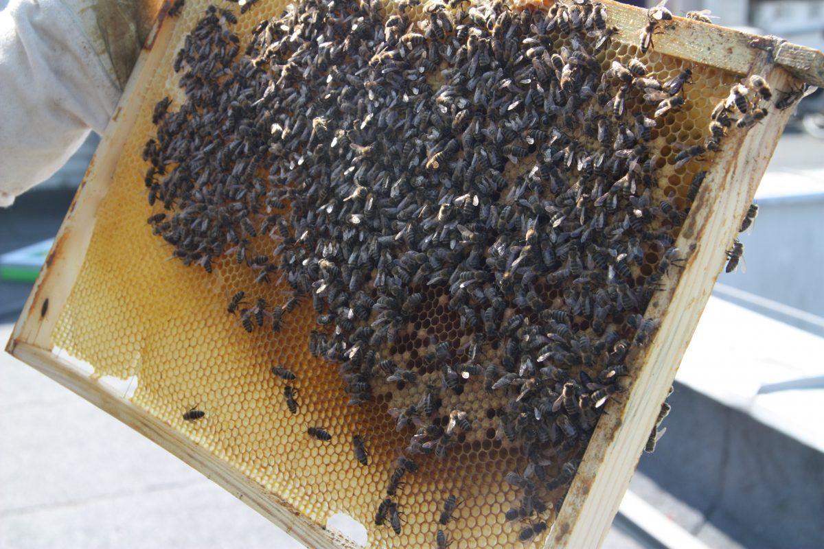 30 tys. pszczół zamieszkało na dachu białołęckiego ratusza