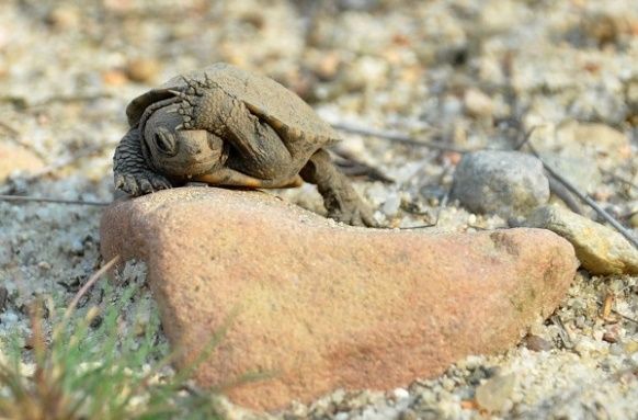 Zoo ratuje żółwie błotne
