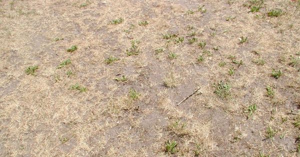 Ogólnopolski zakaz koszenia traw w czasie upału i suszy - jest petycja
