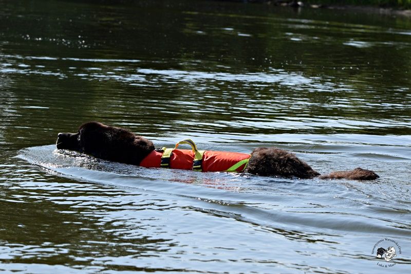 Pies ratownik - wielkie wsparcie w akcjach na wodzie