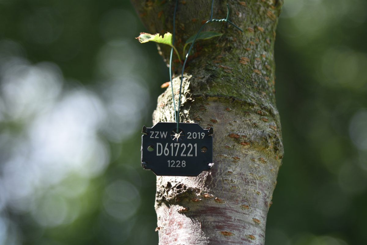 Każde drzewo z tabliczką - koniec inwentaryzacji w parku Praskim