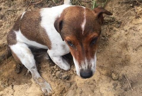 Z Mazowsza: Ten pies został zakopany żywcem... Poszukiwany jego oprawca...