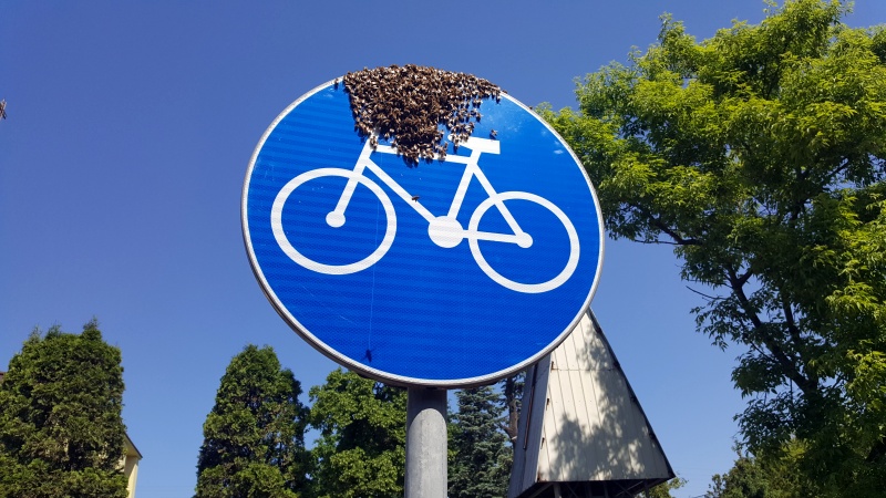 Białołęka: Pszczoły wędrowniczki na miejsce odpoczynku wybrały znak drogowy