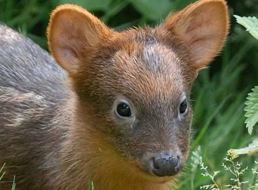 Stołeczne ZOO prosi o pomoc w wyborze imienia dla maleńkiej pudu