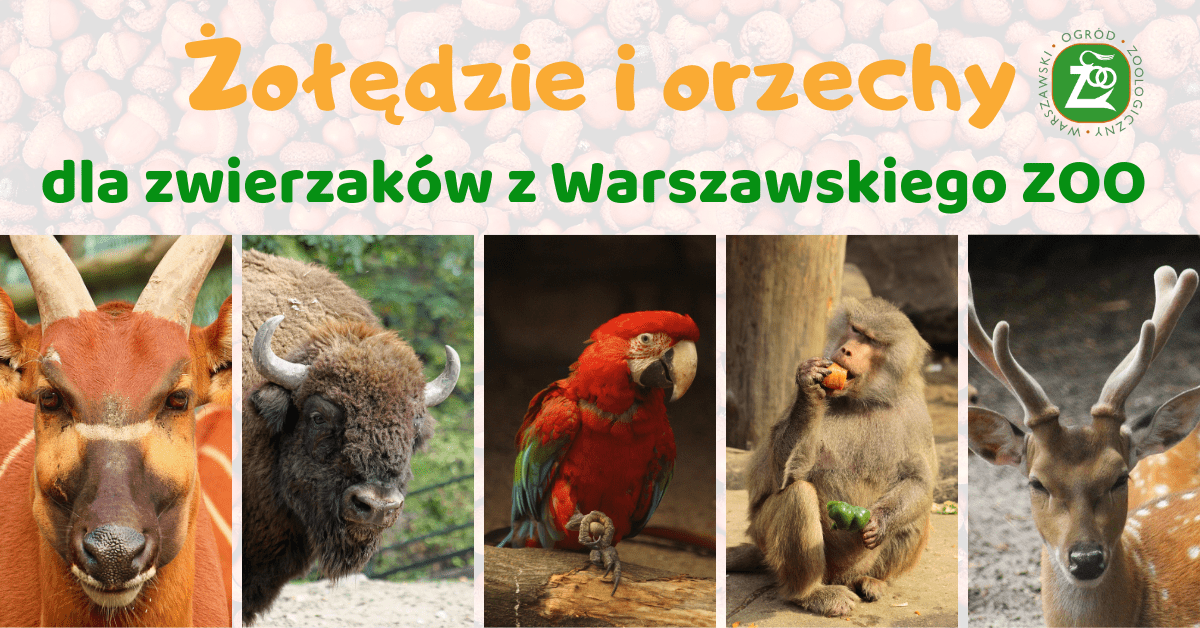 Akcja zbierania żołędzi i orzechów dla zwierząt z warszawskiego ZOO rozpoczęta