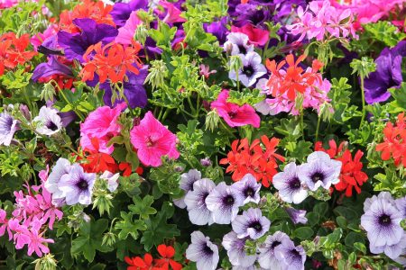 Przygarnij kwiatka - Wielka jesienna adopcja roślin na Radze Północ