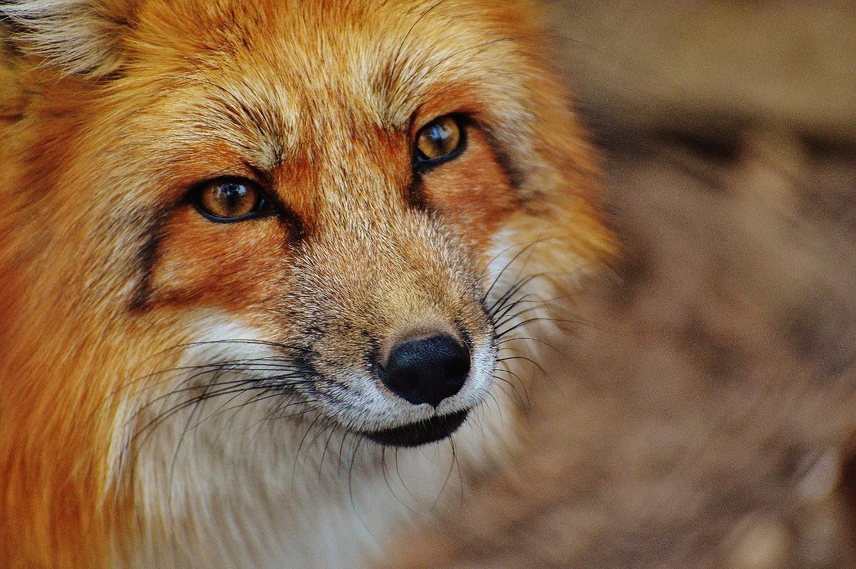 Uwaga wścieklizna! Szczepienia ochronne lisów w warszawskich lasach