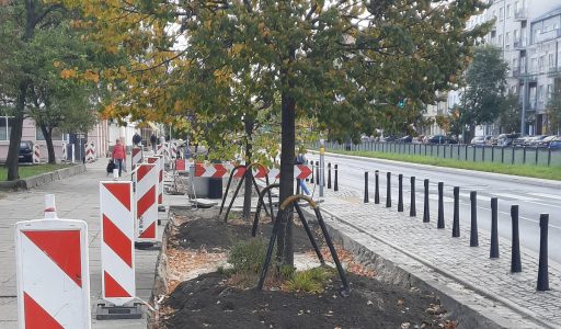 Zieleń zamiast betonu – Trwa zazielenianie Warszawy