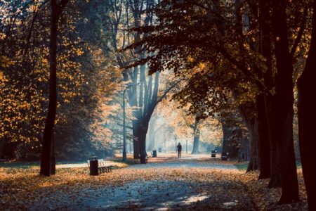 Listopadowe spacery dendrologiczne po warszawskich parkach
