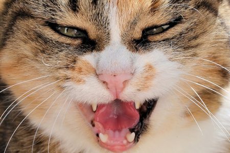 Obowiązkowe szczepienia kotów przeciw wściekliźnie!
