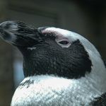 Światowy Dzień Wiedzy o Pingwinach w Warszawskim Zoo
