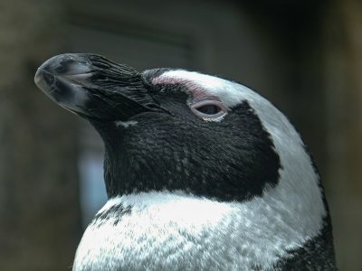 Światowy Dzień Wiedzy o Pingwinach w Warszawskim Zoo