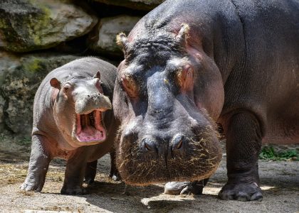 Światowy Dzień Hipopotama w warszawskim ZOO