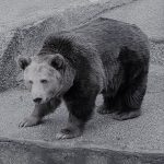W warszawskim ZOO zmarła niedźwiedzica Mała