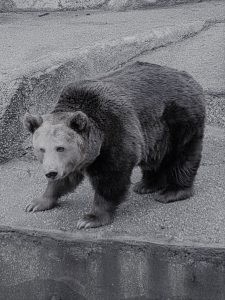 W warszawskim ZOO zmarła niedźwiedzica Mała