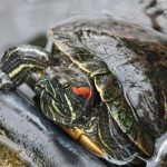 Światowy Dzień Żółwia w Warszawskim ZOO