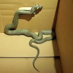 Wąż w garażu na Targówku