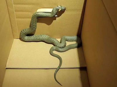 Wąż w garażu na Targówku