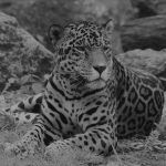 W warszawskim ZOO zmarł jaguar Kali