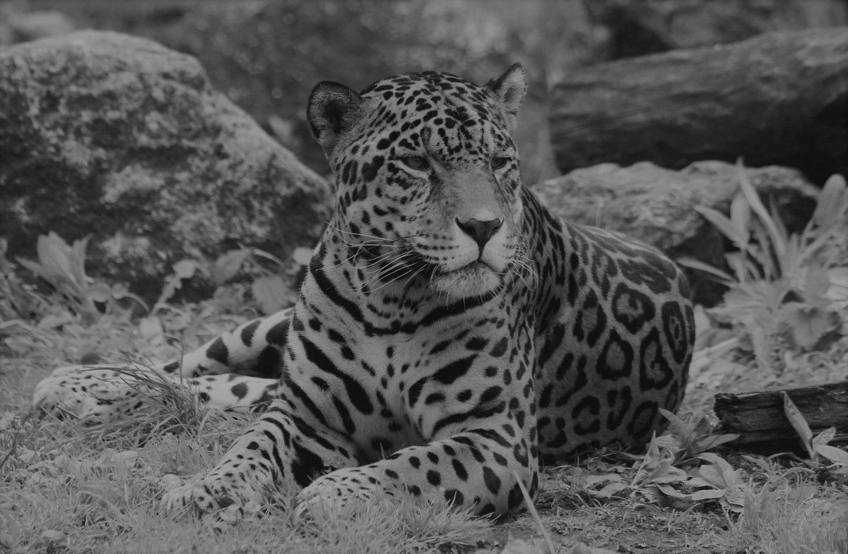 W warszawskim ZOO zmarł jaguar Kali