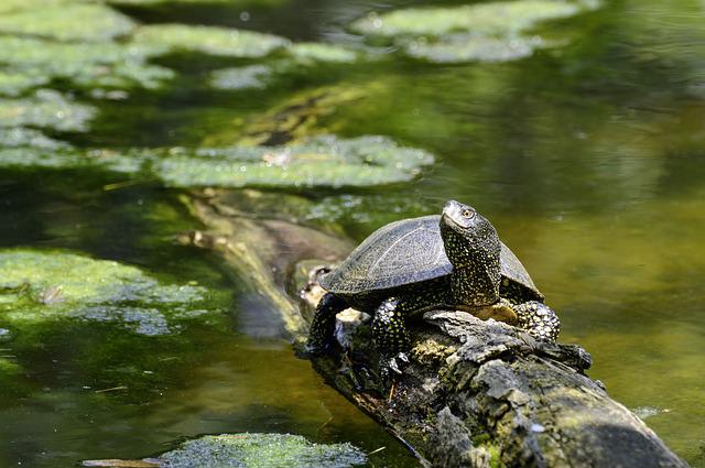 Żółw blotny - Pixabay.com
