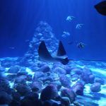 Nowi lokatorzy akwarium morskiego w ZOO - orlenie plamiste