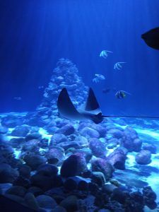 Nowy lokatorzy akwarium morskiego w ZOO - orlenie plamiste
