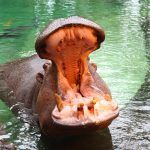 Urodziny hipopotamicy Pelagii z warszawskiego ZOO