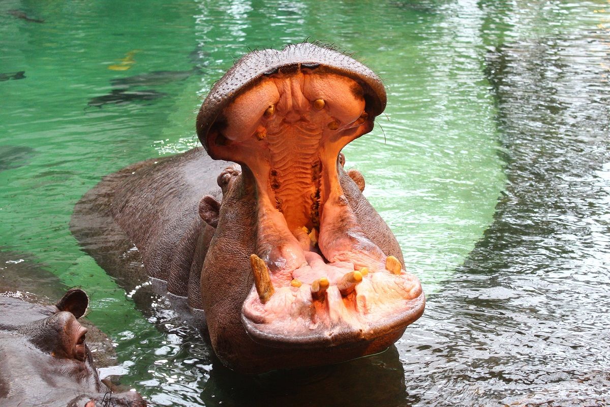Urodziny hipopotamicy Pelagii z warszawskiego ZOO