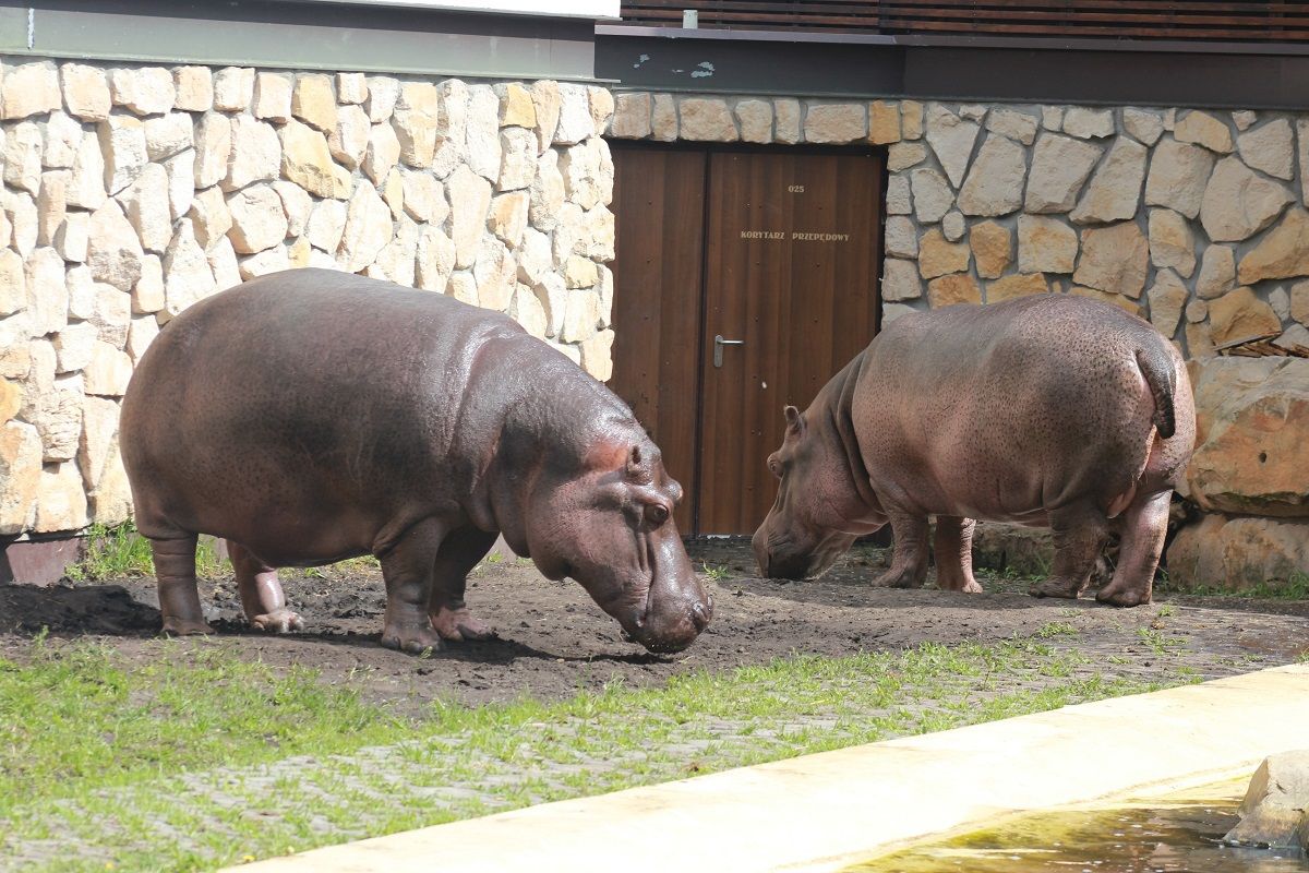 Urodziny hipopotamicy Pelagii z warszawskiego ZOO