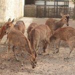 Zbiórka żołędzi i orzechów laskowych dla zwierząt w ZOO