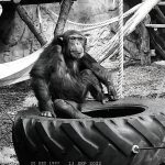 W warszawskim ZOO zmarł szympans Zarno