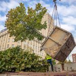 Drzewa z placu Powstańców Warszawy trafią na Pragę