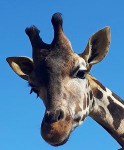 6. urodziny żyrafy Malawi z warszawskiego ZOO