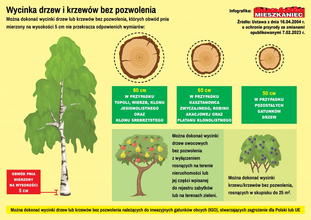 Wycinka drzew i krzewów bez pozwolenia Infografika gazeta Mieszkaniec