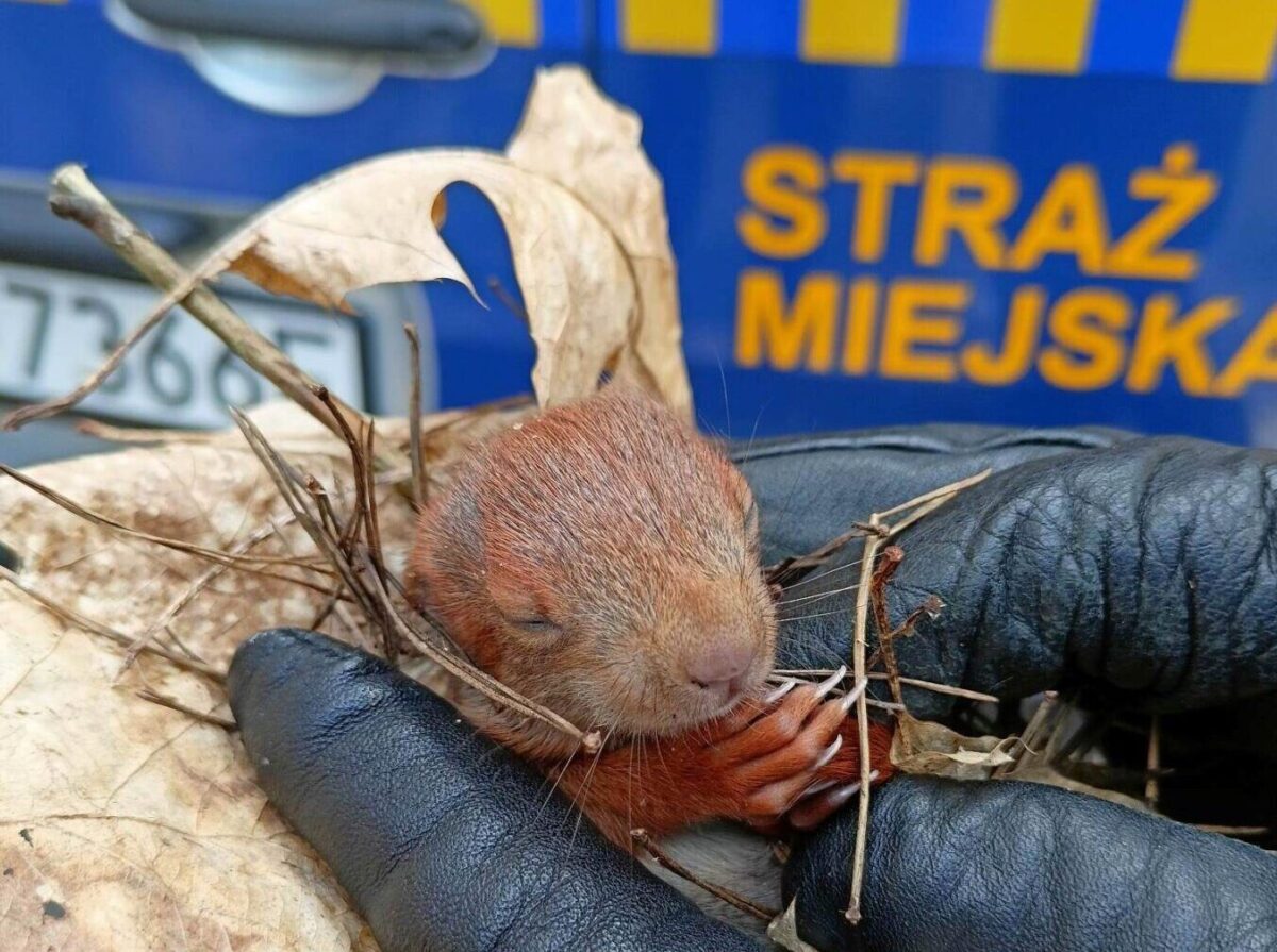 Osesek wiewiórki znaleziony w lesie