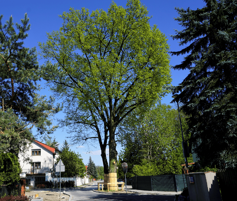 Drzewo roku 2023 - drugie miejsce dla Miłosza i MalwyDrzewo roku 2023 - drugie miejsce dla Miłosza i Malwy