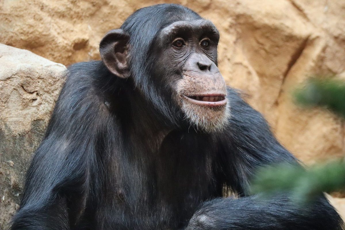 Mały markur i Światowy Dzień Szympansa