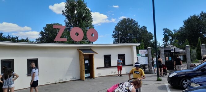Mały markur i Światowy Dzień Szympansa, czyli co słychać w warszawskim ZOO