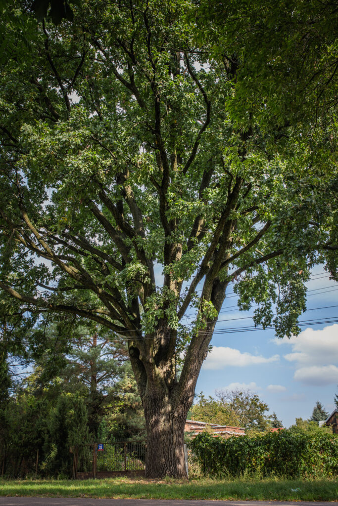 Które drzewo otrzyma tytuł „Warszawskie Drzewo Roku 2023”? Wawer Foto Zarząd Zieleni