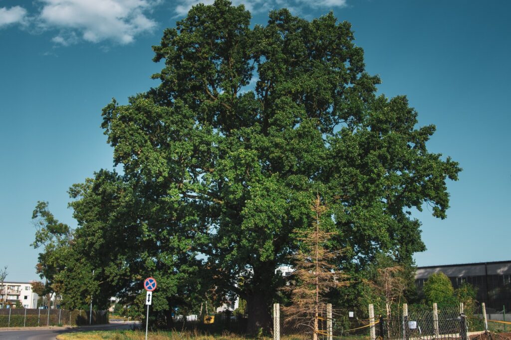 Które drzewo otrzyma tytuł „Warszawskie Drzewo Roku 2023”? Białołęka Foto Zarząd Zieleni