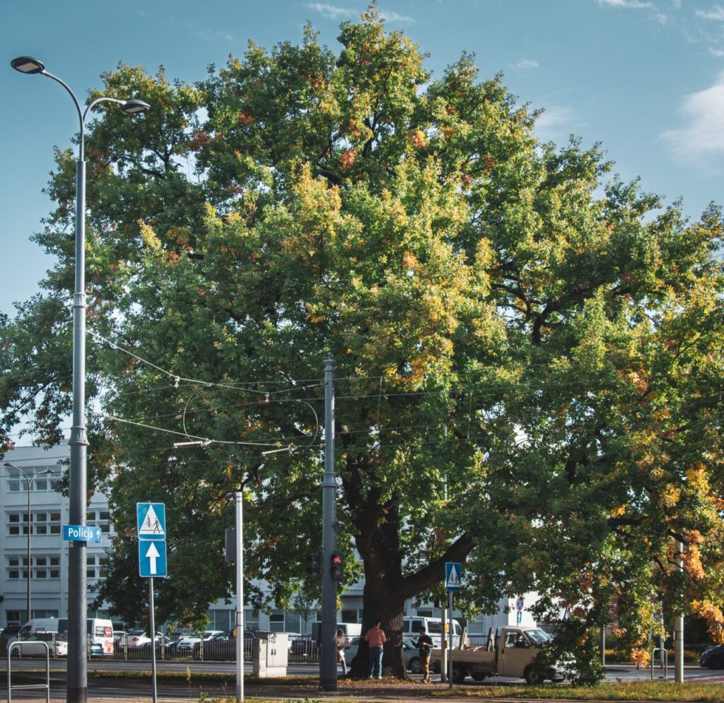 Które drzewo otrzyma tytuł „Warszawskie Drzewo Roku 2023”? Praga Północ Foto Zarząd Zieleni
