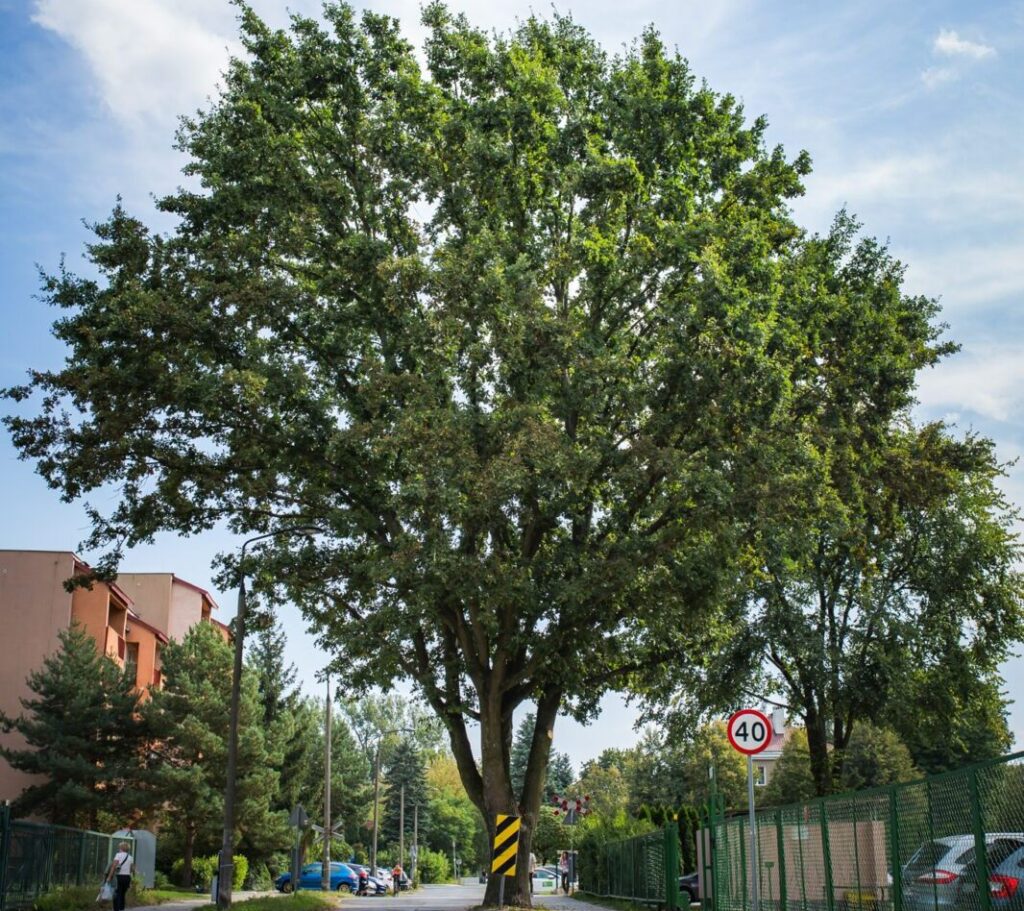 Które drzewo otrzyma tytuł „Warszawskie Drzewo Roku 2023”? Rembertów Foto Zarząd Zieleni