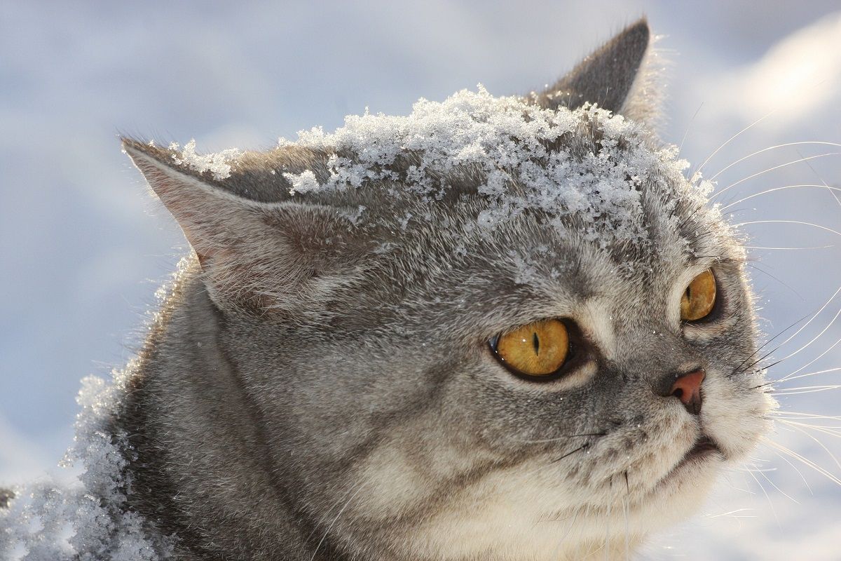 Jak dbać o domowe zwierzęta zimą?
