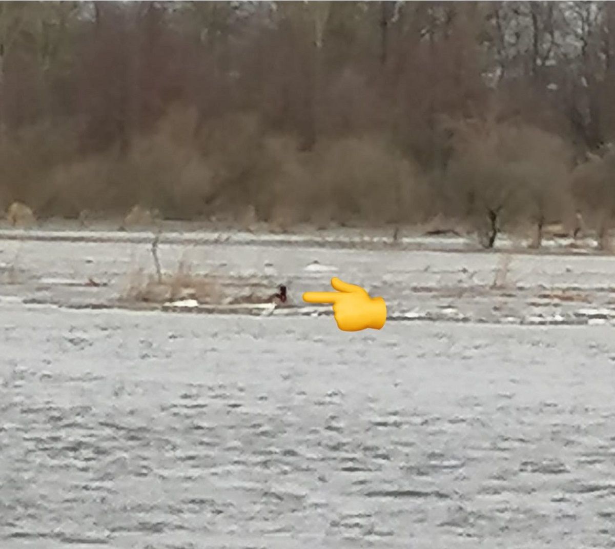 Pies uwięziony na środku rzeki!
