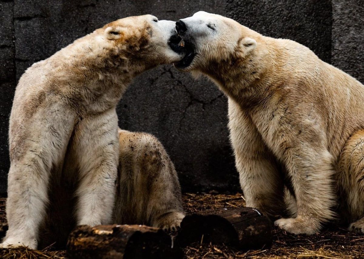 Polarne niedźwiedzie opuszczają Warszawę i Polskę! To jedyni przedstawiciele tego gatunku w naszym kraju!