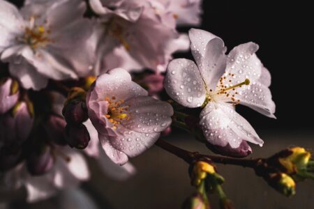 warszawa w kwiatach fot pixabay