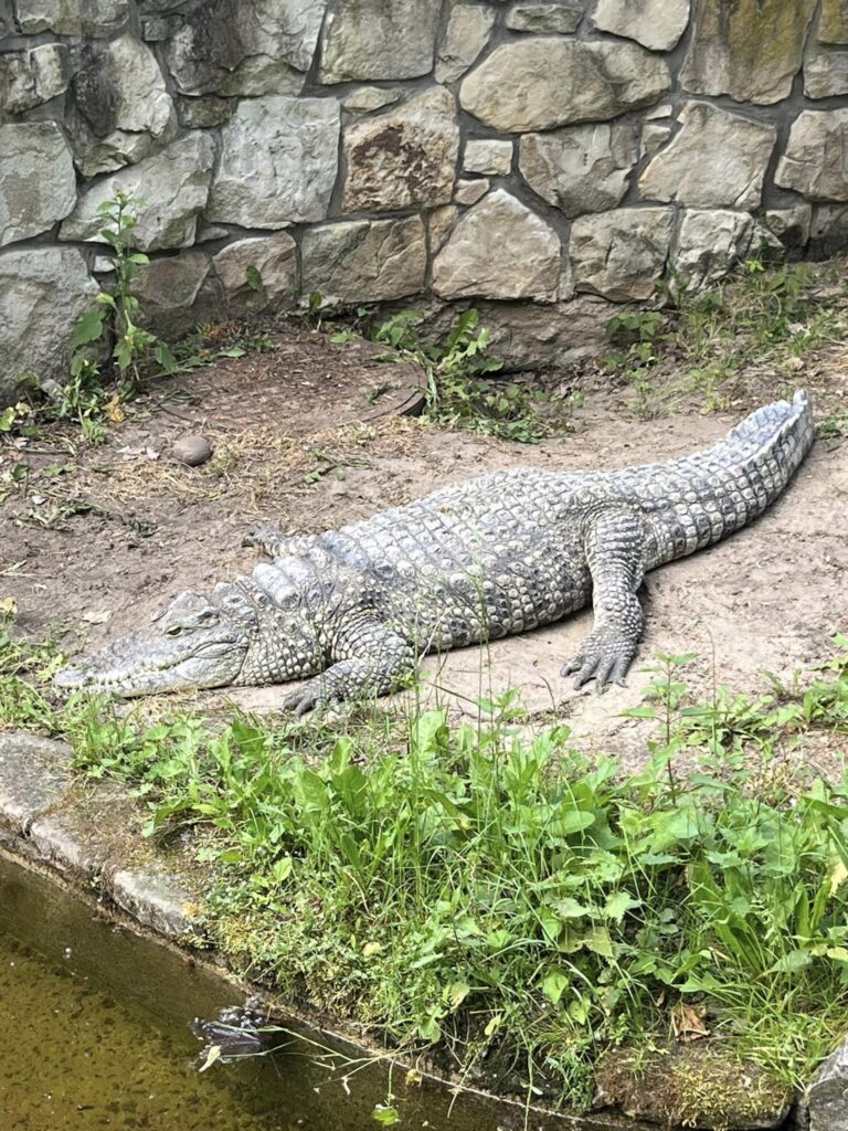 Krokodyl Foto ZOO